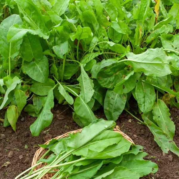 Potagères - Oseille Large de Belleville - Légumes d'Autrefois - face recto